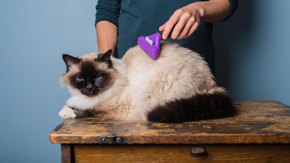 Birman cat being brushed