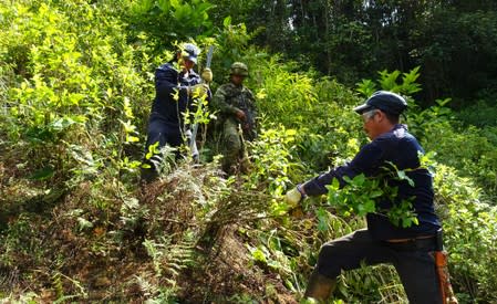 Erradicadores civiles protegidos por soldados del Ejército Nacional arrancan arbustos de hoja de coca en zona rural del municipio de Tarazá, en el departamento de Antioquia