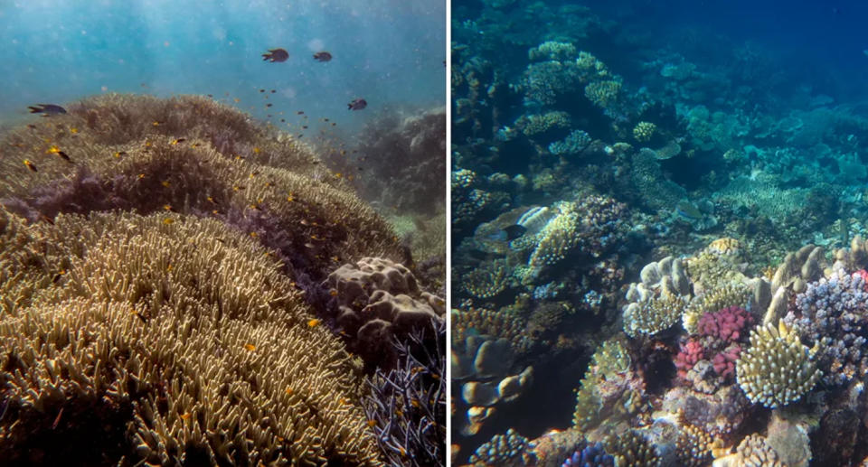 The southern end of the reef (left) has lost more coral than the northern end (right) Source: AIMS
