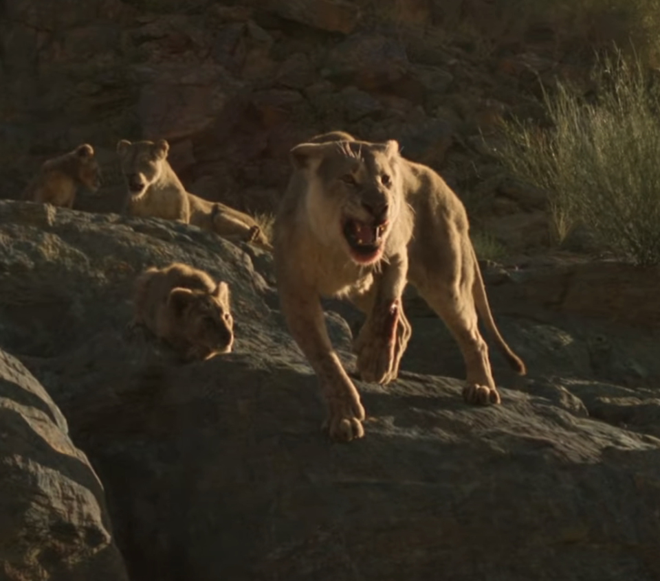 Lions on a hilly landscape