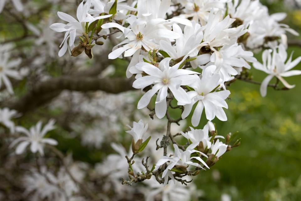 best white flowers magnolia star magnolia m stellata