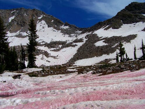 <span class="caption">In late summer the snow banks on these mountains turn pink, known as "watermelon snow", thanks to blooming extremophiles.</span> <span class="attribution"><a class="link " href="https://www.flickr.com/photos/bryanto/3709360794" rel="nofollow noopener" target="_blank" data-ylk="slk:Bryant Olsen/Flickr;elm:context_link;itc:0;sec:content-canvas">Bryant Olsen/Flickr</a></span>