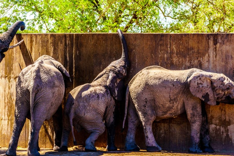 <span class="caption">Juvenile elephants try to reach water in a storage tank in Kruger National Park, South Africa.</span> <span class="attribution"><a class="link " href="https://www.shutterstock.com/image-photo/baby-elephants-olifants-drink-gat-trying-1029780166?src=cxTMpMWaZlHwH48Mo-PzfQ-1-34" rel="nofollow noopener" target="_blank" data-ylk="slk:Harry Beugelink/Shutterstock;elm:context_link;itc:0;sec:content-canvas">Harry Beugelink/Shutterstock</a></span>