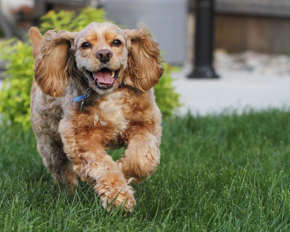 american cocker spaniel running outdoors smallest dog breeds