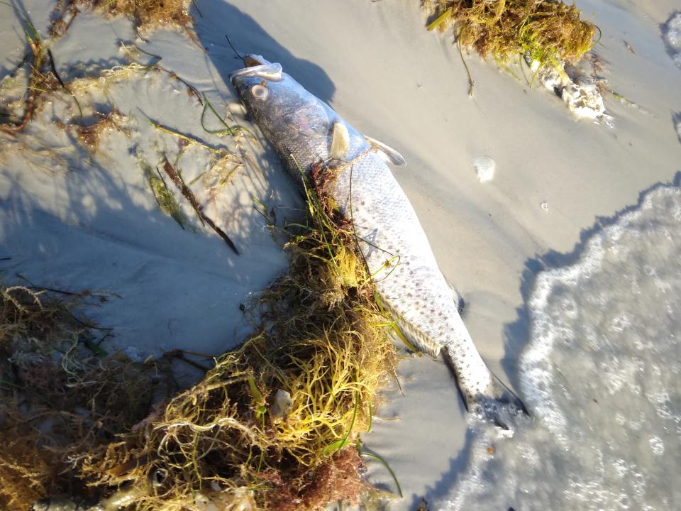 A spotted sea trout that succumbed to red tide.