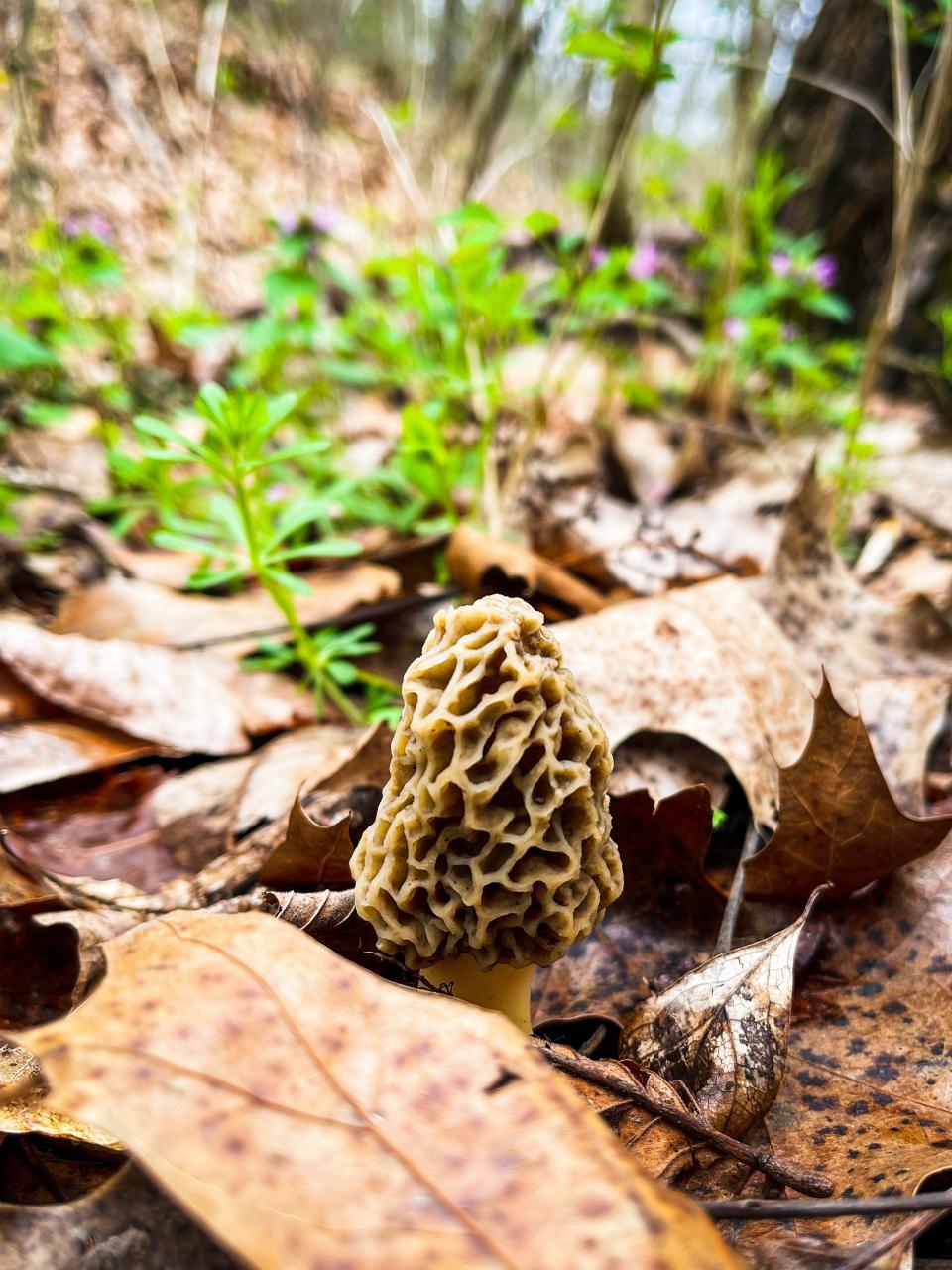 A morel grows at Old Wilderness Canyon in Reeds Spring April 16, 2022.