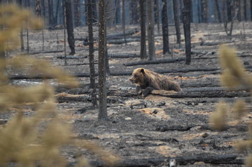 A grizzly bear guards a carcass after a wildfire sweeping through Alberta's mountainous Jasper National Park left charred forests, near the town of Jasper, Alberta, Canada July 26, 2024. / Credit: Parks Canada/H.Fengler/Handout via REUTERS