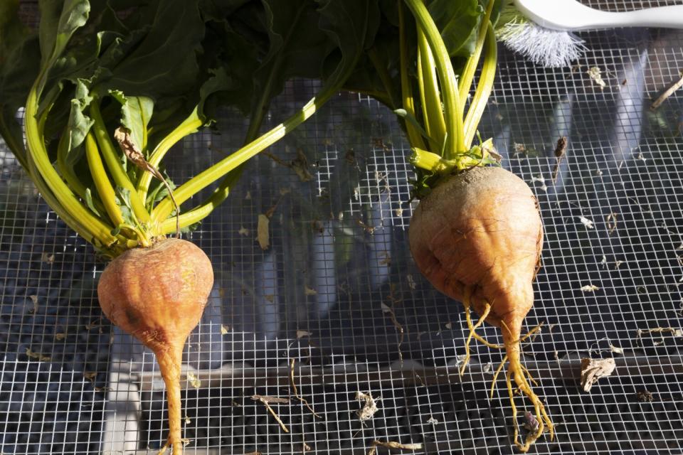 Two vegetables in a scrubbing sink