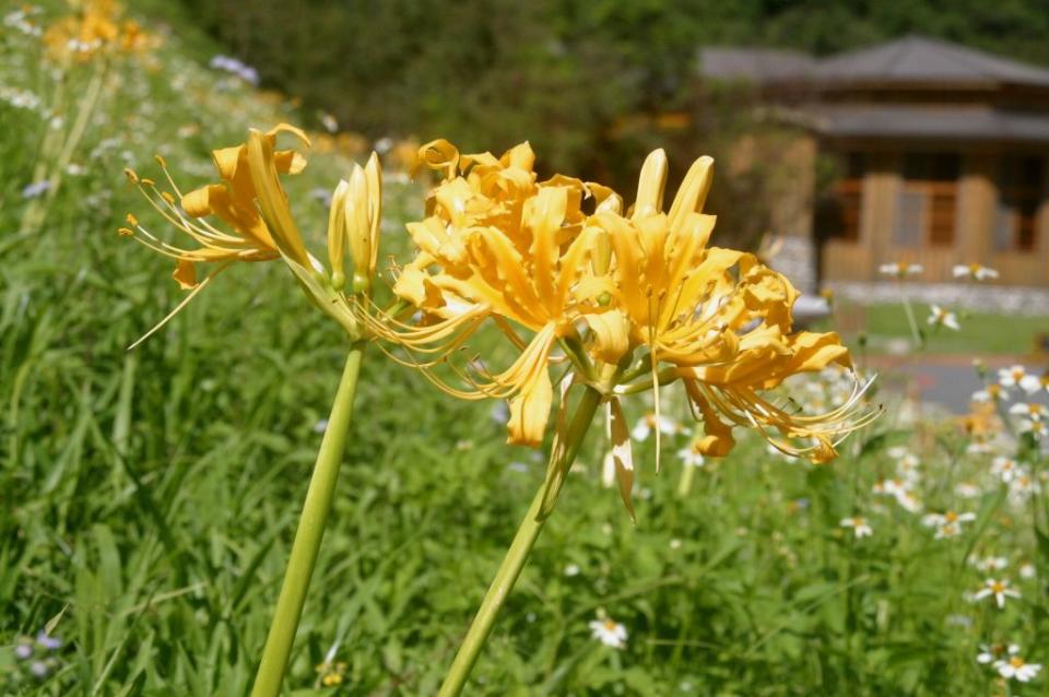 布洛灣台地周邊，十月份前後有俗名國慶花的「金花石蒜」綻放，燦爛奪目。(記者林有清攝)