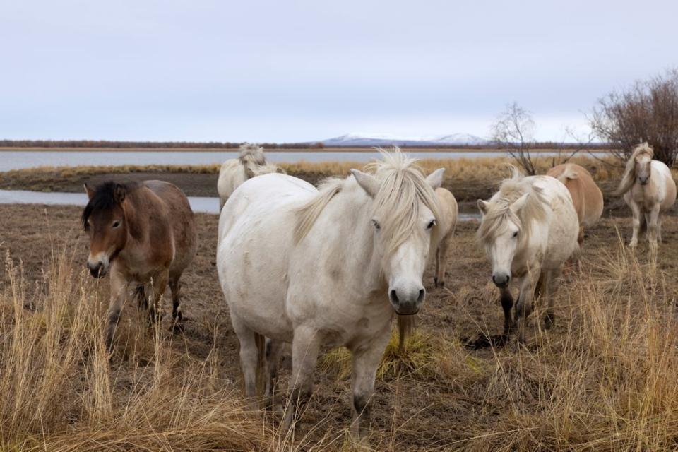 Horses graze on the grounds of the Pleistocene Park (Reuters)