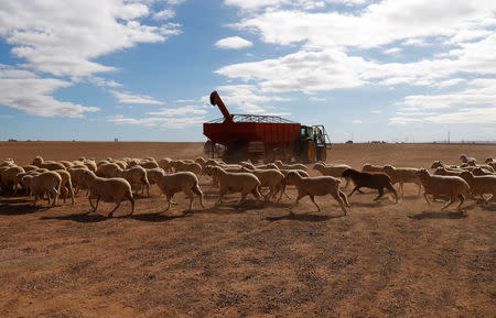 Sheep run towards a feeder as it drops grain for them to eat on a drought-affected paddock on a property located on the outskirts of Tamworth, located in the north-west of New South Wales in Australia, June 2, 2018. REUTERS/David Gray