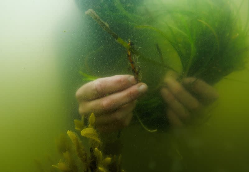 The Wider Image: In Baltic Sea, citizen divers restore seagrass to fight climate change