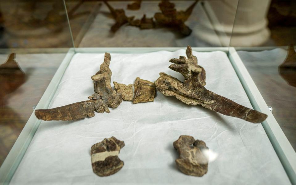 Several of the fossilized remains of Stegouros elengassen, a newly identified armoured dinosaur that inhabited Chilean Patagonia - AP