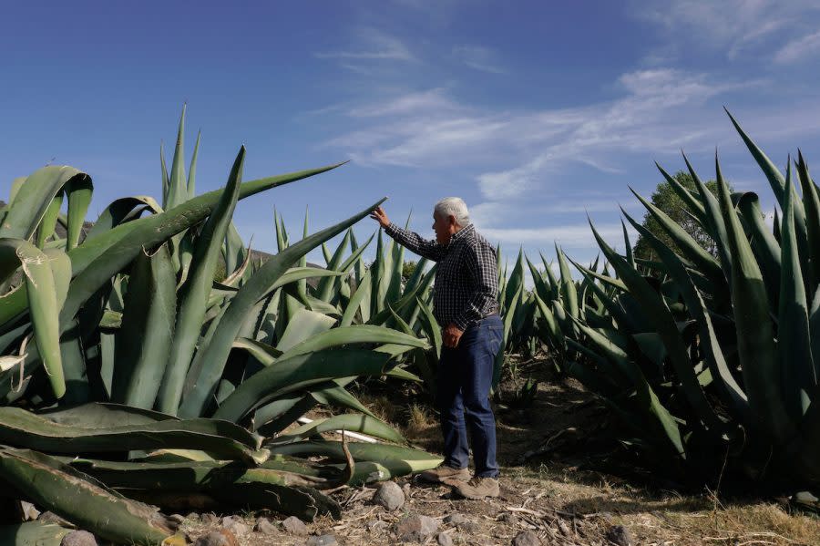 Productores de mezcal