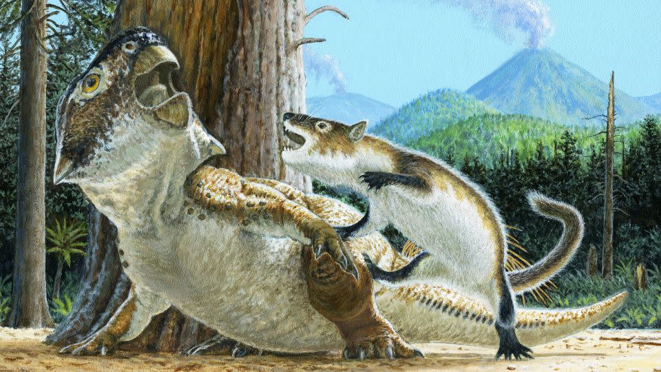 An artist's impression of the moment Repenomamus robustus attacked the Psittacosaurus 125 million years ago. - Michael W. Skrepnick