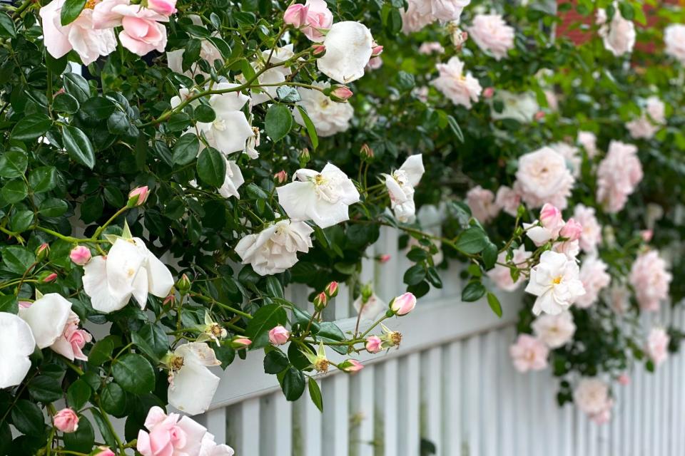 White picket fence overgrown with pink rose blossoms
