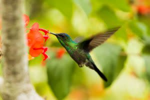 Hummingbird drinking nectar from a flower