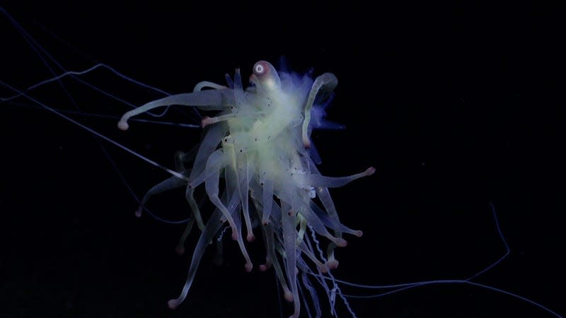 A Bathyphysa siphonophore found during Dive 677. - Image: <a class="link " href="https://schmidtocean.photoshelter.com/galleries/C0000HRWFfu1r_rE/G0000rTHPxnoGl64/I0000Sv5QC1Ey9HA/A-Bathyphysa-siphonophore-family-Rhizophysidae" rel="nofollow noopener" target="_blank" data-ylk="slk:ROV SuBastian/Schmidt Ocean Institute under CC BY-NC-SA;elm:context_link;itc:0;sec:content-canvas">ROV SuBastian/Schmidt Ocean Institute under CC BY-NC-SA</a>