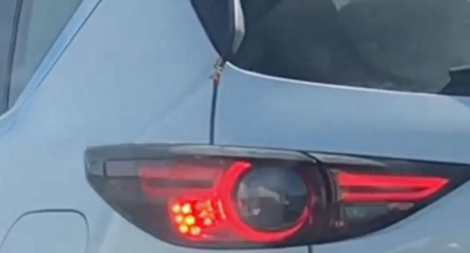 Spider crawls into car stopped in Adelaide traffic