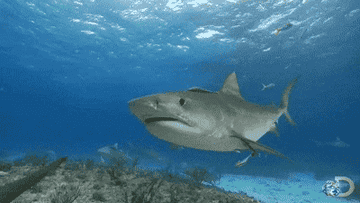 A large shark swims underwater with other fish visible in the background