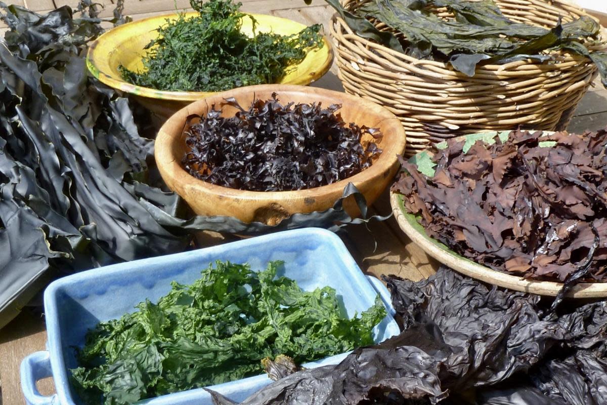 All things seaweed will be celebrated. <i>(Image: Wales Festival of Seaweed)</i>