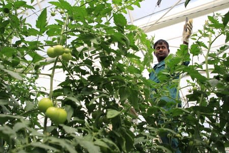 Worker inspects tomatoes in an Agrico greenhouse in Al-Khor