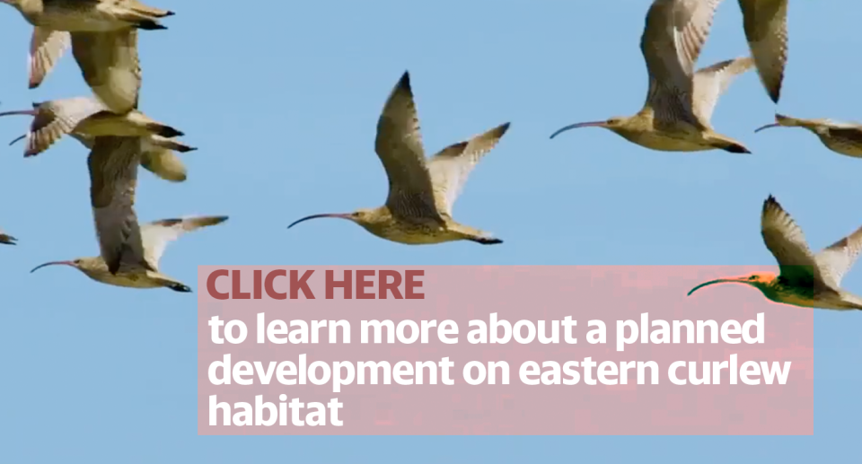 An image of eastern curlews. It says: Click her to learn more about a planned development on eastern curlew habitat