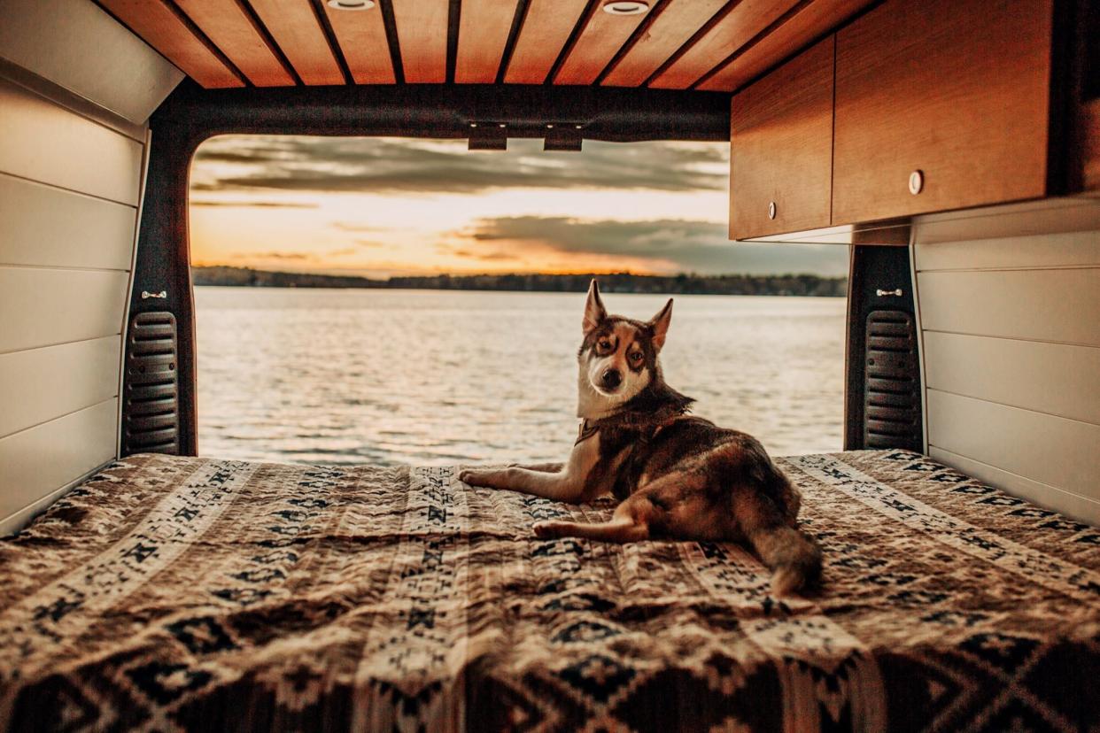 dog on a van life adventure in the back of a van looking out at the sunset over a beach