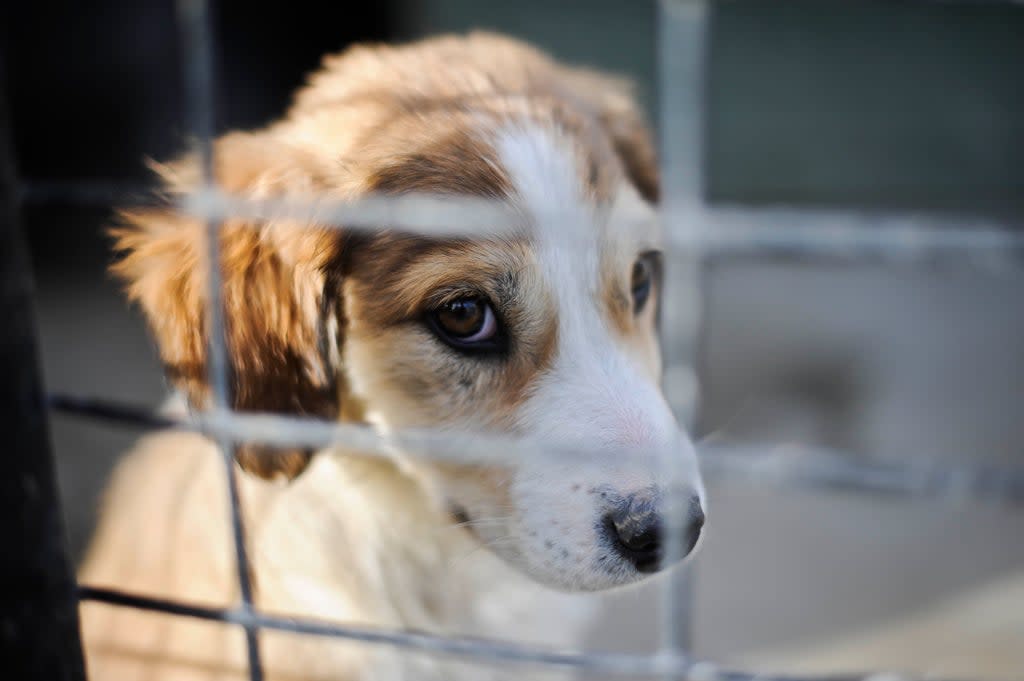 Puppy Seble was rescued by Nowzad (Ben Birchall/PA) (PA Archive)