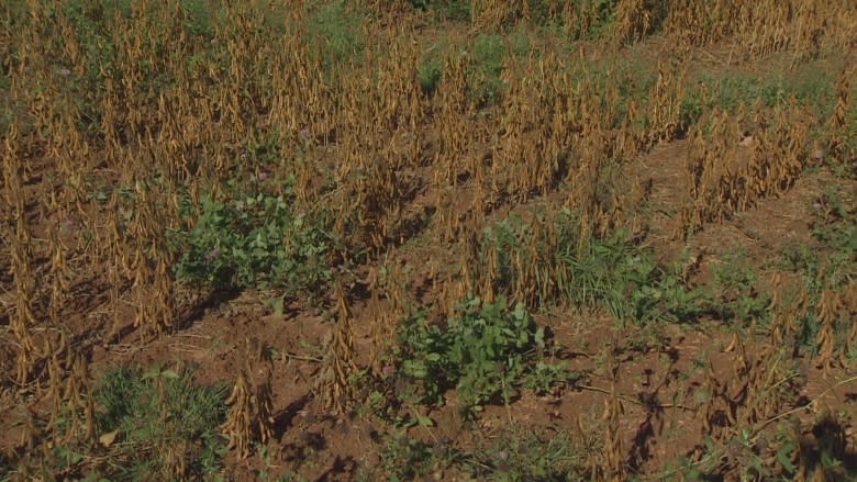 High-tech tool could help P.E.I. farmers spray the weeds — but not the plants