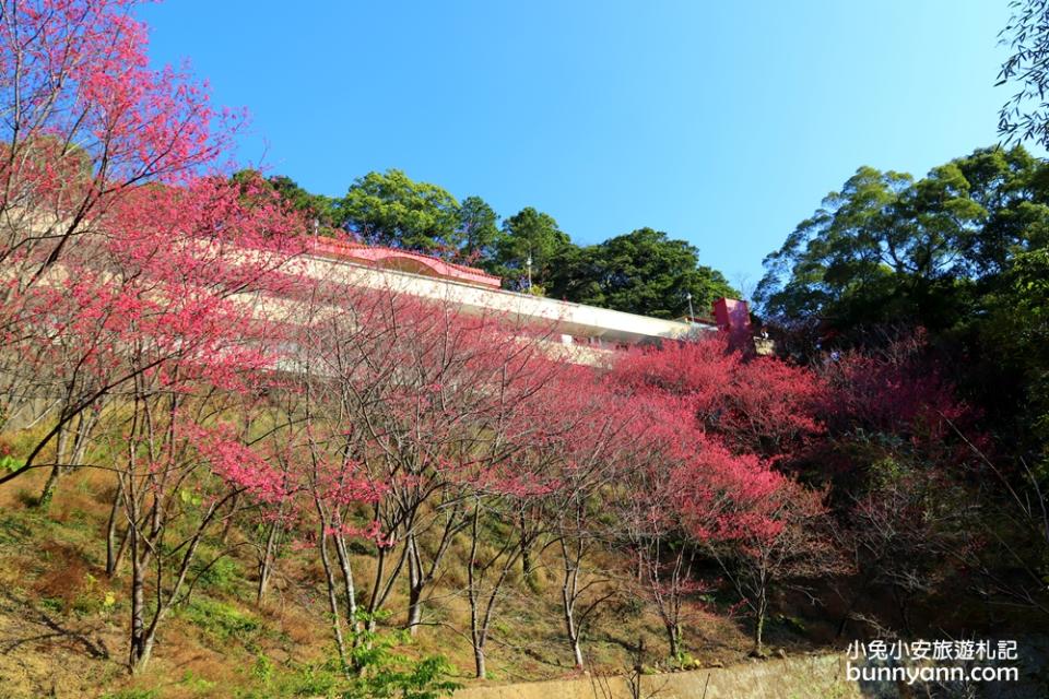 獅潭協雲宮，山林間的紅粉櫻花谷