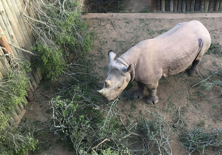 One of the six black rhinos due to be relocated to Chad is seen in an enclosure at Addo Elephant National Park, near Addo, South Africa, May 2, 2018. . REUTERS/Sisipho Skweyiya