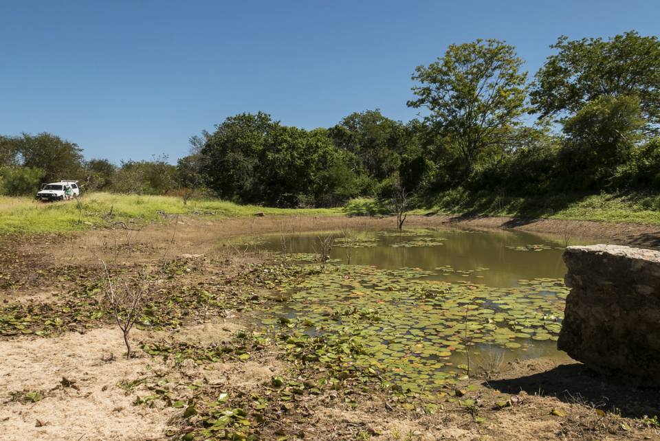 Researchers found H. bonita specimens in Furna Feia National Park.