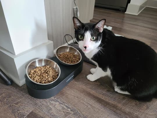 A set of elevated cat bowls