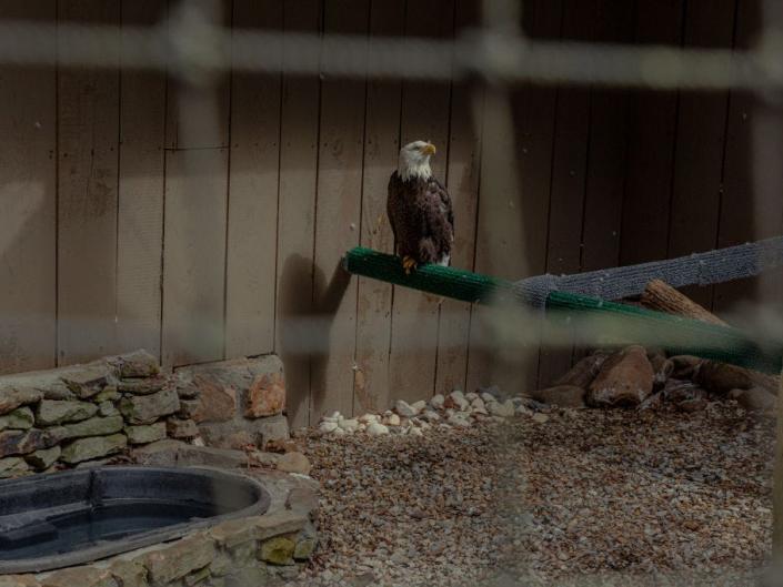 A bald eagle in an enclosure at Dollywood