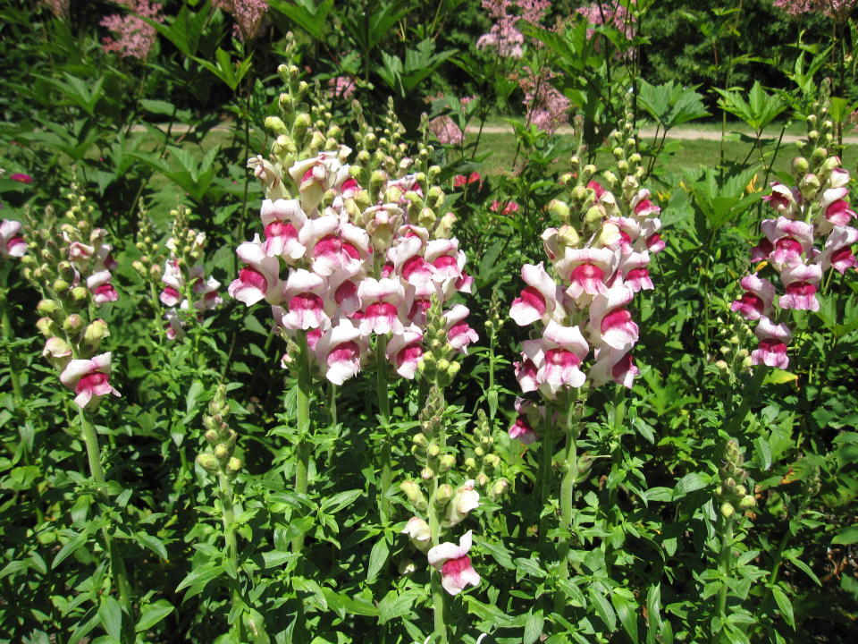 This July 12, 2012 image shows snapdragons at Thuya Garden in Northeast Harbor, Maine. Thuya’s collection includes plants from renowned landscape designer Beatrix Farrand, who has connections to several gardens in the area, including a nearby private garden she designed for Abby Aldrich Rockefeller that’s only open to the public a few days a year. (AP Photo/Beth J. Harpaz)