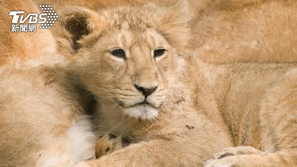 亞洲獅又名印度獅，是亞洲僅次於老虎之後第二大的貓科動物。（圖／shutterstock 達志影像）