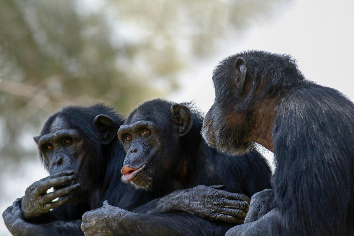 Chimpanzees 605383547Getty Images/PHOTOSTOCK-ISRAEL/SCIENCE PHOTO LIBRARY