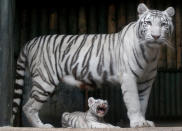 <b>Seltener Nachwuchs </b> <br> <br> Süße Sensation: In einem Zoo in Tschechien wurden im Juli gleich drei seltene weiße Tigerbabys geboren. (Bild: Reuters)