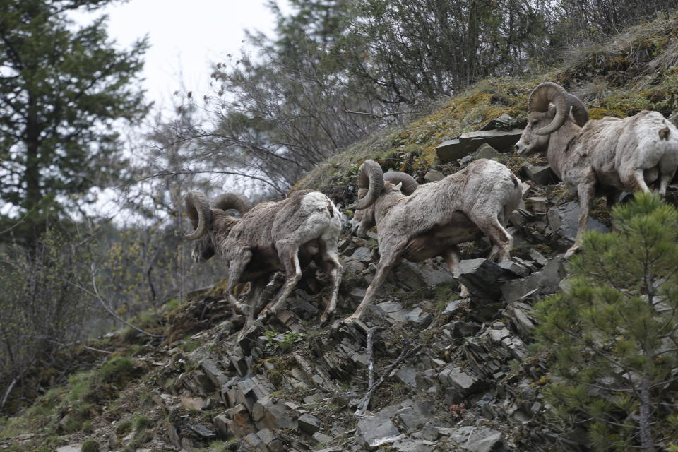 FILE - In this April 12, 2016 file photo, bighorn sheep run along a steep mountainside outside Missoula, Mont. A study published in the journal Science on Thursday, Sept. 6, 2018 shows that animals learn from experienced members of the herd about where to find the best forage, building sort of a cultural know-how that’s passed through generations and builds up slowly over the course of decades. (AP Photo/Brennan Linsley, File)