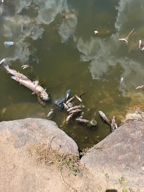 Biologists with the Utah Division of Wildlife Resources responded to Cove Pond in Herriman, Utah, on June 24, 2024. Officials estimated that there were roughly 500 dead fish in the pond. (Utah Division of Wildlife Resources)