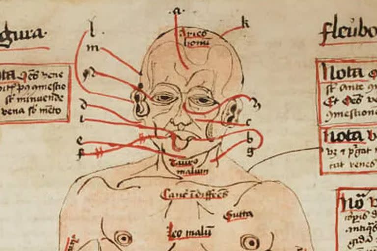 Diagrama del cuerpo humano que detalla las venas [fragmento]