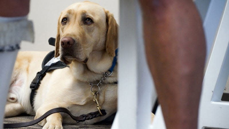 A photo of an emotional support dog at an airport. 