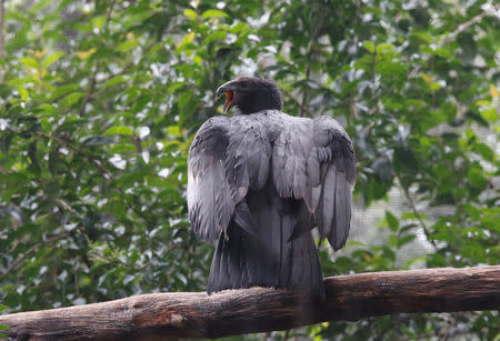 FILE PHOTO: A California condor, born in captivity, is seen at the Chapultepec zoo in Mexico City, Mexico August 31, 2017. REUTERS/Henry Romero/File Photo