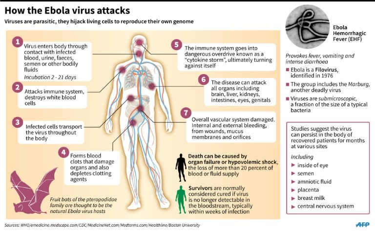 Factfile on how the Ebola virus attacks