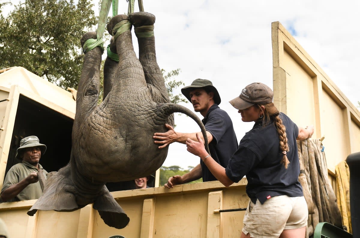 More than 2,500 wild animals are being moved in Zimbabwe. File picture of animals being relocated in  Malawi  (AP)