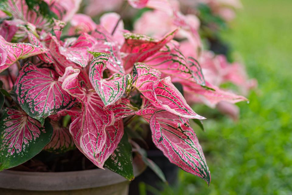 how to grow caladiums