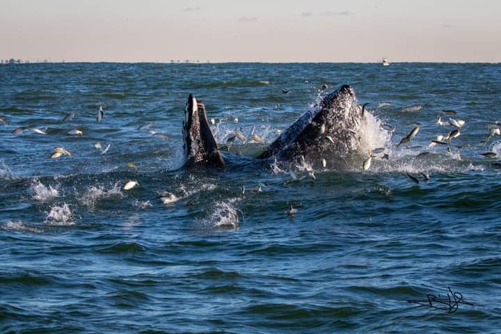 A whale spotted feeding off the Rockaway Beach coastline.