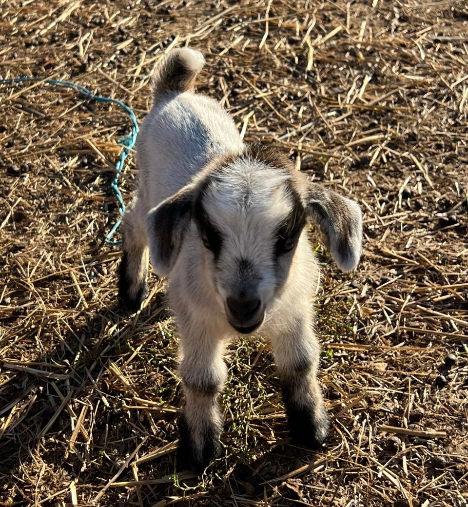 A baby goat at What a View Farm.