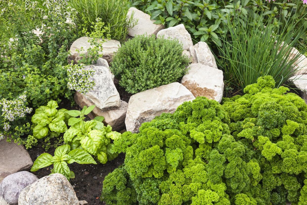 fresh herbs in the garden